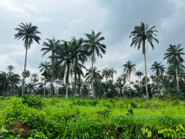 4 Acres of Lands for Sale in Abia